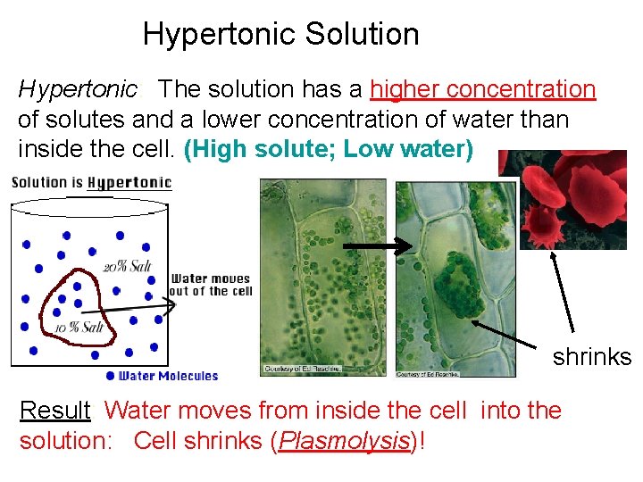 Hypertonic Solution Hypertonic: The solution has a higher concentration of solutes and a lower