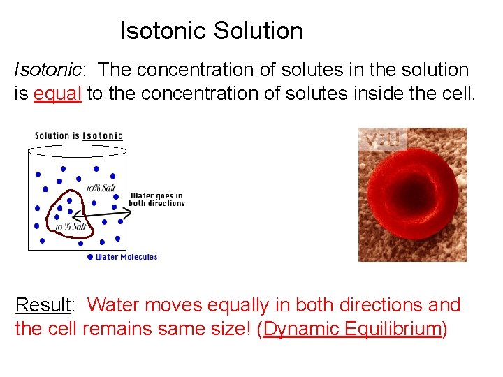 Isotonic Solution Isotonic: The concentration of solutes in the solution is equal to the