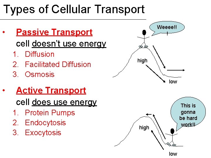 Types of Cellular Transport • Weeee!! ! Passive Transport cell doesn’t use energy 1.