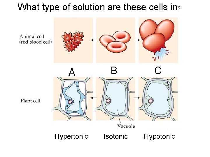 What type of solution are these cells in? A B C Hypertonic Isotonic Hypotonic