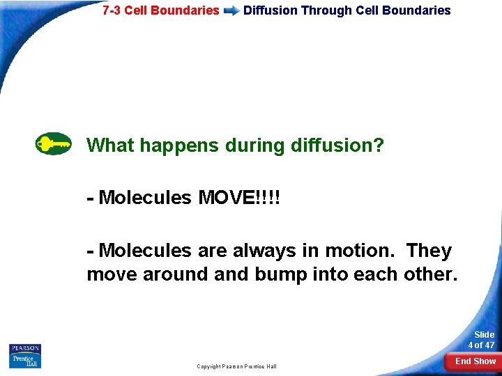 7 -3 Cell Boundaries Diffusion Through Cell Boundaries What happens during diffusion? - Molecules