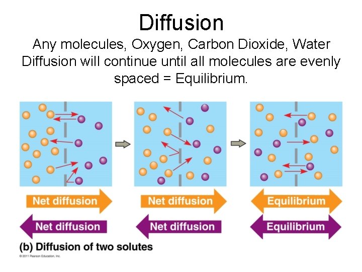 Diffusion Any molecules, Oxygen, Carbon Dioxide, Water Diffusion will continue until all molecules are
