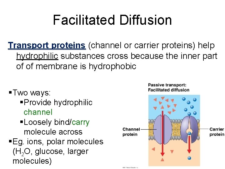Facilitated Diffusion Transport proteins (channel or carrier proteins) help hydrophilic substances cross because the