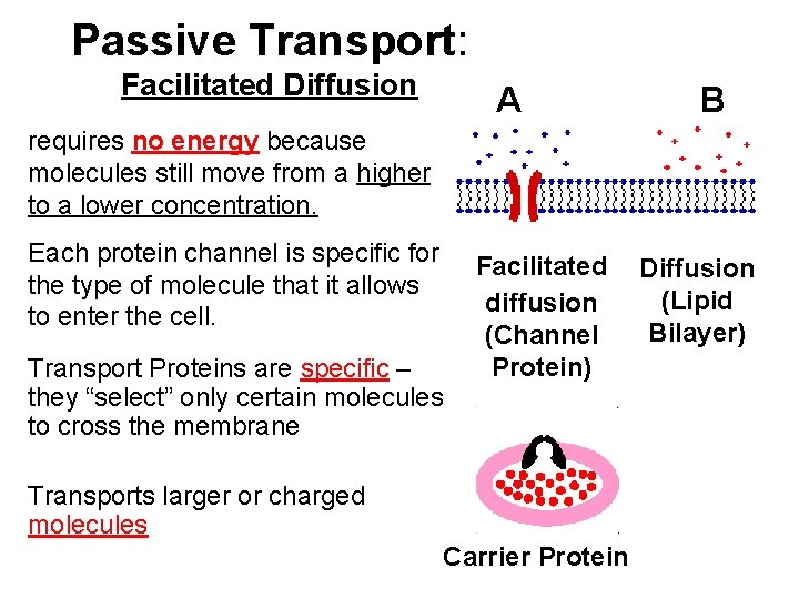 Passive Transport: Facilitated Diffusion A B requires no energy because molecules still move from