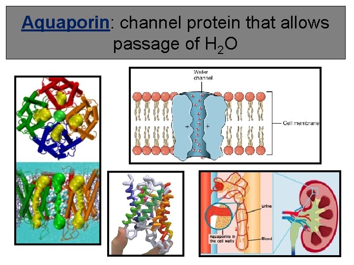 Aquaporin: channel protein that allows passage of H 2 O 