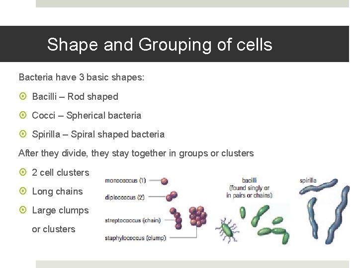Shape and Grouping of cells Bacteria have 3 basic shapes: Bacilli – Rod shaped