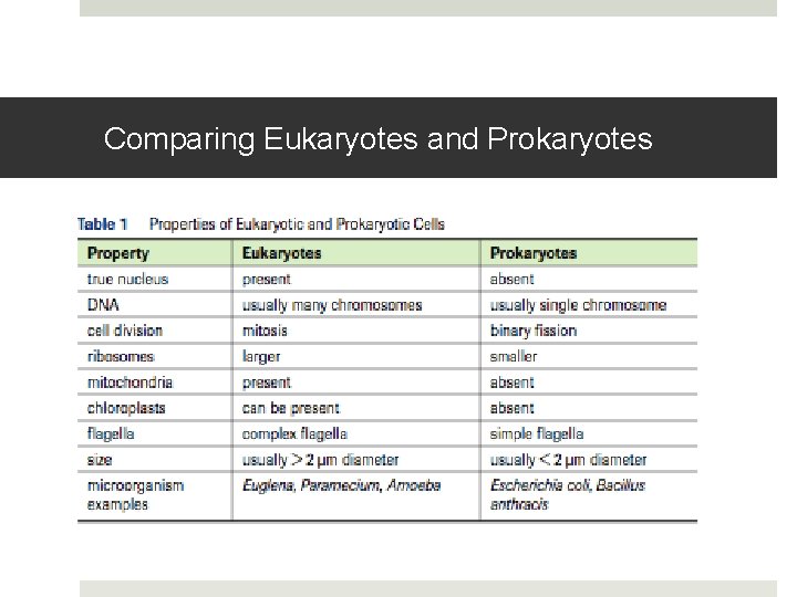 Comparing Eukaryotes and Prokaryotes 