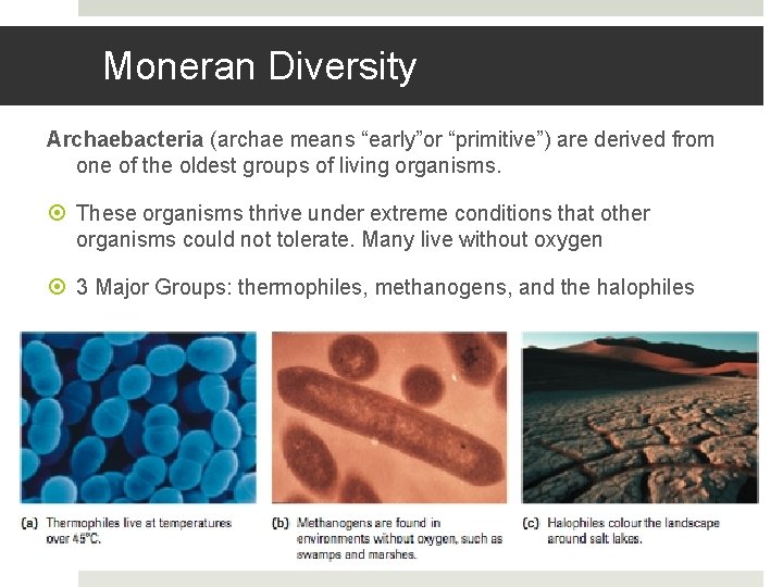 Moneran Diversity Archaebacteria (archae means “early”or “primitive”) are derived from one of the oldest