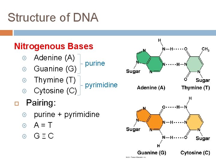 Structure of DNA Nitrogenous Bases Adenine (A) Guanine (G) Thymine (T) Cytosine (C) purine