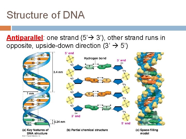 Structure of DNA Antiparallel: one strand (5’ 3’), other strand runs in opposite, upside-down