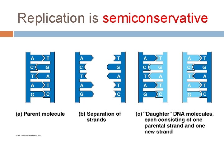 Replication is semiconservative 