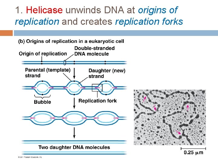 1. Helicase unwinds DNA at origins of replication and creates replication forks 