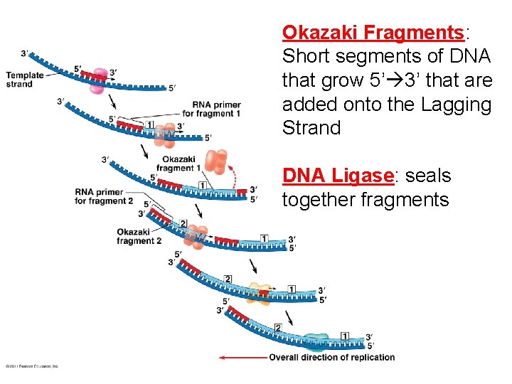 Okazaki Fragments: Short segments of DNA that grow 5’ 3’ that are added onto