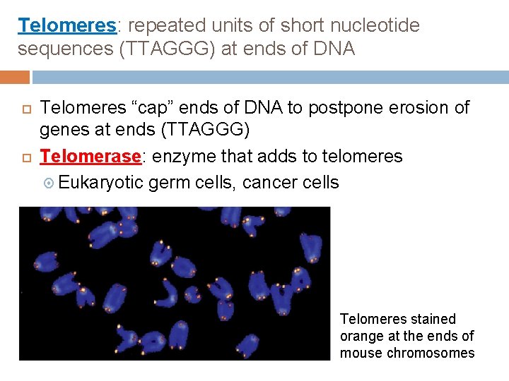 Telomeres: repeated units of short nucleotide sequences (TTAGGG) at ends of DNA Telomeres “cap”