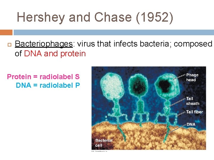 Hershey and Chase (1952) Bacteriophages: virus that infects bacteria; composed of DNA and protein