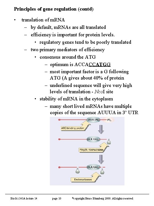 Principles of gene regulation (contd) • translation of m. RNA – by default, m.