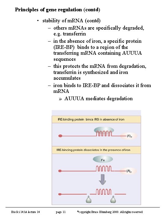 Principles of gene regulation (contd) • stability of m. RNA (contd) – others m.