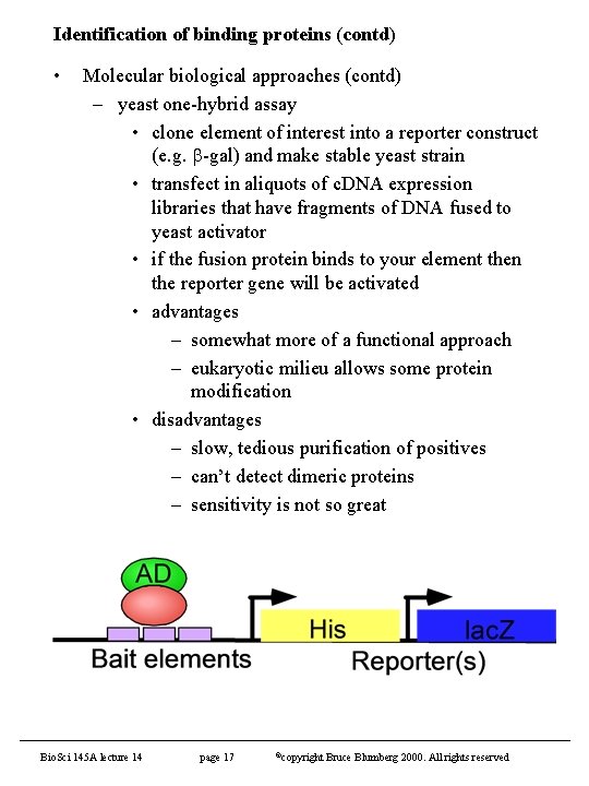 Identification of binding proteins (contd) • Molecular biological approaches (contd) – yeast one-hybrid assay