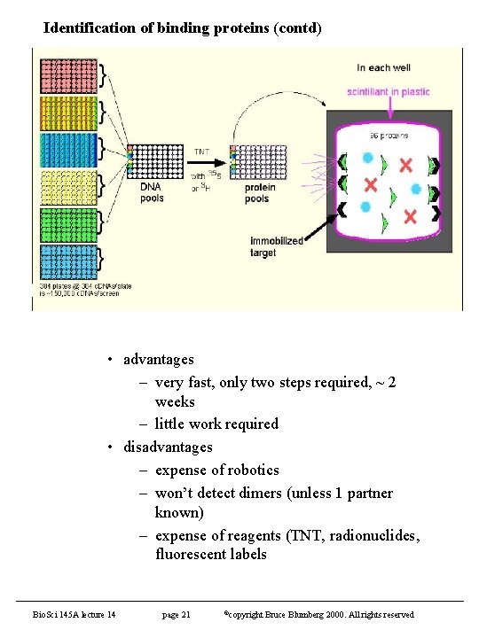 Identification of binding proteins (contd) • advantages – very fast, only two steps required,