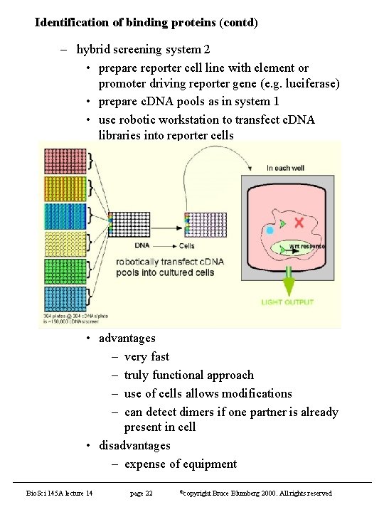 Identification of binding proteins (contd) – hybrid screening system 2 • prepare reporter cell