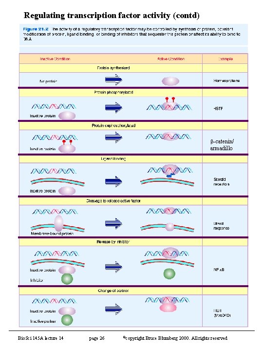 Regulating transcription factor activity (contd) -catenin/ armadillo Bio. Sci 145 A lecture 14 page
