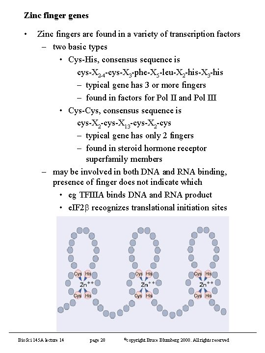 Zinc finger genes • Zinc fingers are found in a variety of transcription factors