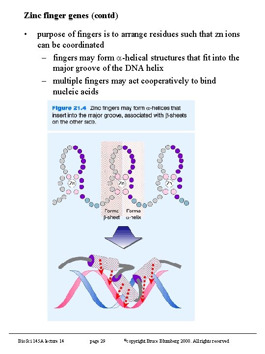 Zinc finger genes (contd) • purpose of fingers is to arrange residues such that