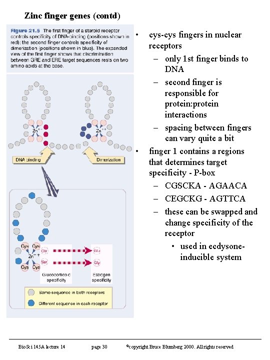 Zinc finger genes (contd) • • Bio. Sci 145 A lecture 14 page 30