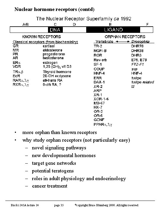 Nuclear hormone receptors (contd) • • more orphan than known receptors why study orphan