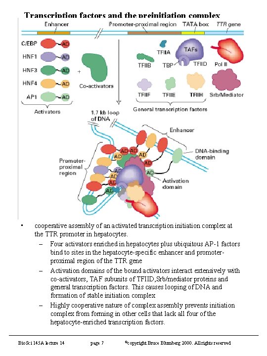 Transcription factors and the preinitiation complex • cooperative assembly of an activated transcription initiation