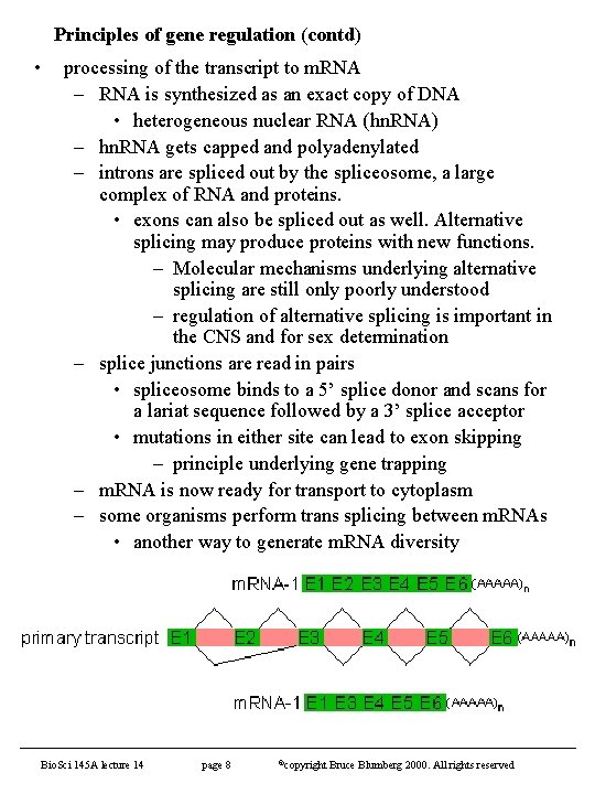 Principles of gene regulation (contd) • processing of the transcript to m. RNA –