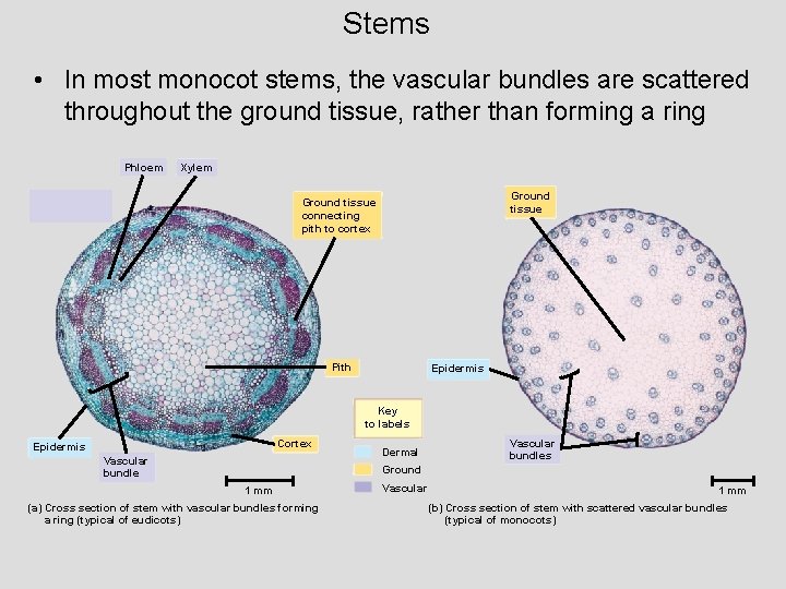 Stems • In most monocot stems, the vascular bundles are scattered throughout the ground