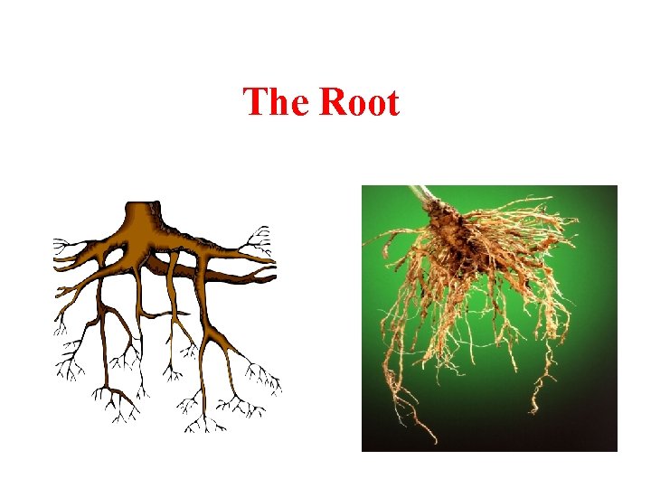 The Root 