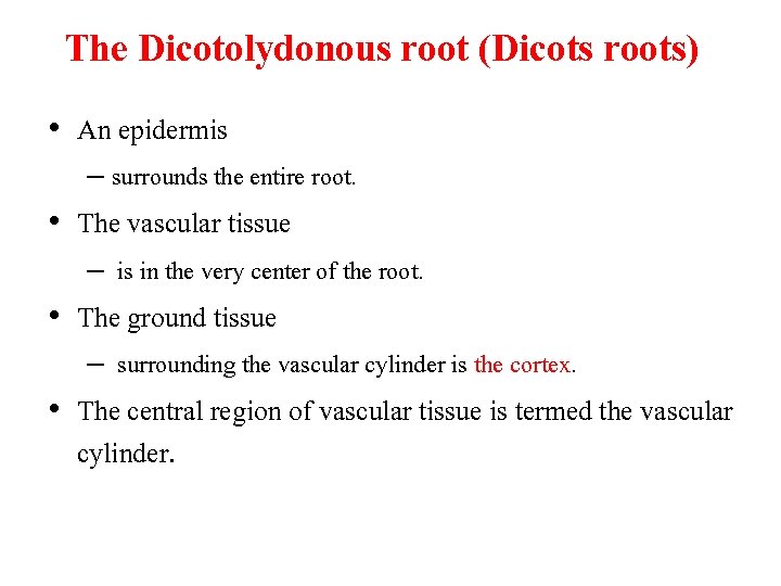 The Dicotolydonous root (Dicots roots) • An epidermis – surrounds the entire root. •