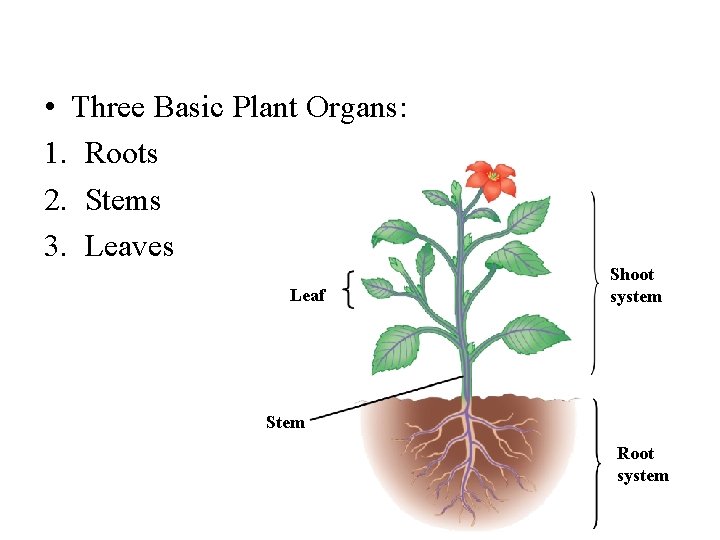  • Three Basic Plant Organs: 1. Roots 2. Stems 3. Leaves Leaf Shoot