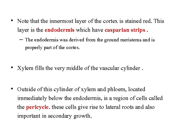  • Note that the innermost layer of the cortex is stained red. This