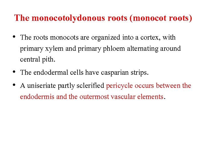 The monocotolydonous roots (monocot roots) • The roots monocots are organized into a cortex,