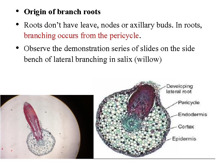  • Origin of branch roots • Roots don’t have leave, nodes or axillary