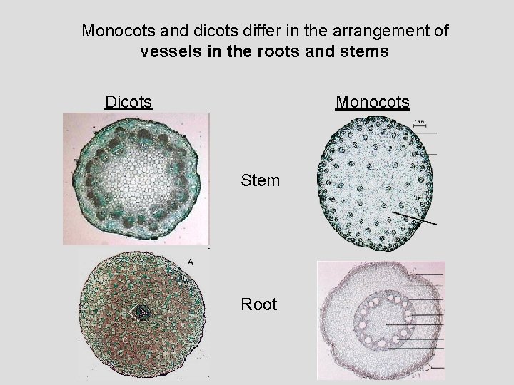 Monocots and dicots differ in the arrangement of vessels in the roots and stems