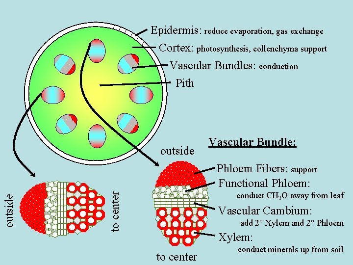 Epidermis: reduce evaporation, gas exchange Cortex: photosynthesis, collenchyma support Vascular Bundles: conduction Pith outside