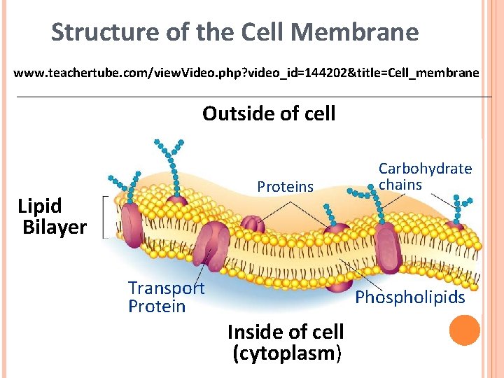 Structure of the Cell Membrane www. teachertube. com/view. Video. php? video_id=144202&title=Cell_membrane Outside of cell