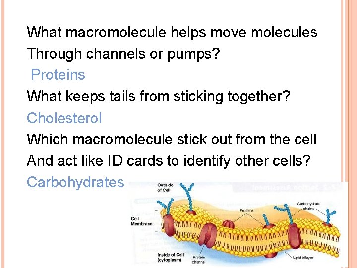 What macromolecule helps move molecules Through channels or pumps? Proteins What keeps tails from