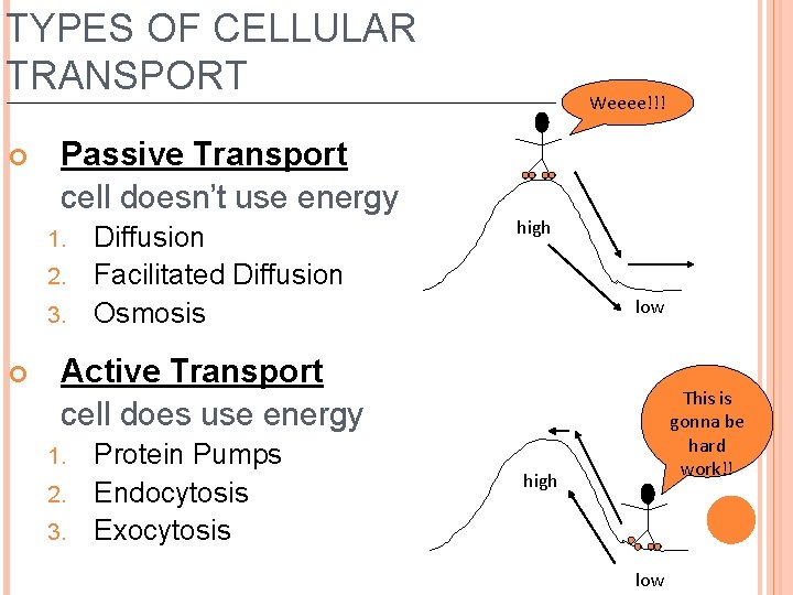 TYPES OF CELLULAR TRANSPORT Passive Transport cell doesn’t use energy Diffusion 2. Facilitated Diffusion