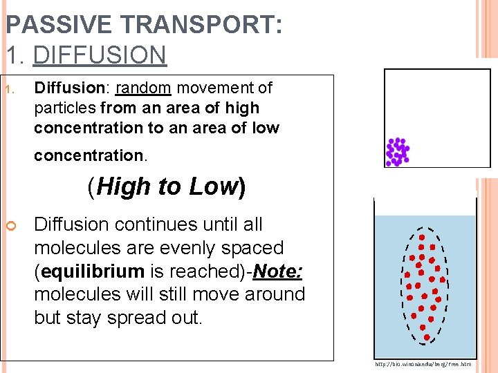 PASSIVE TRANSPORT: 1. DIFFUSION 1. Diffusion: random movement of particles from an area of