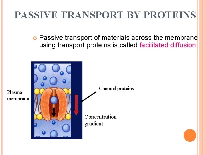PASSIVE TRANSPORT BY PROTEINS Plasma membrane Passive transport of materials across the membrane using