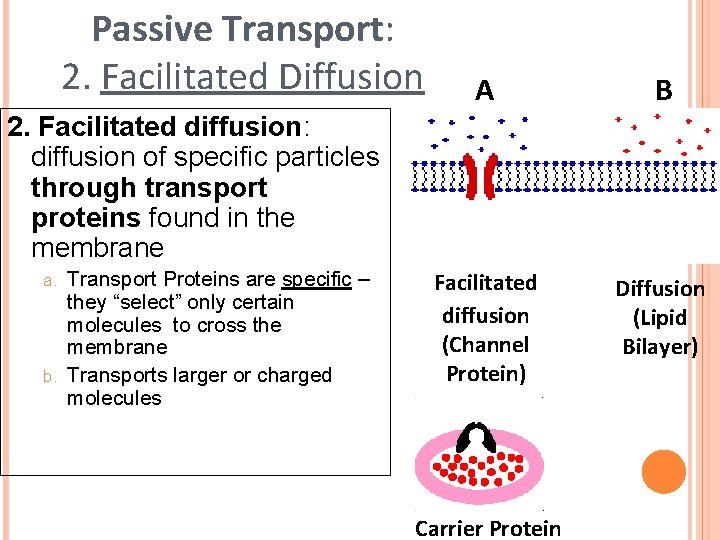 Passive Transport: 2. Facilitated Diffusion A B Facilitated diffusion (Channel Protein) Diffusion (Lipid Bilayer)