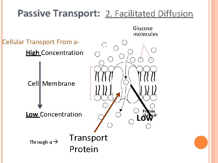 Passive Transport: 2. Facilitated Diffusion Cellular Transport From a. High Concentration Glucose molecules High