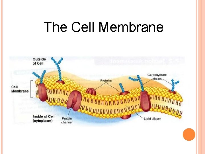 The Cell Membrane 