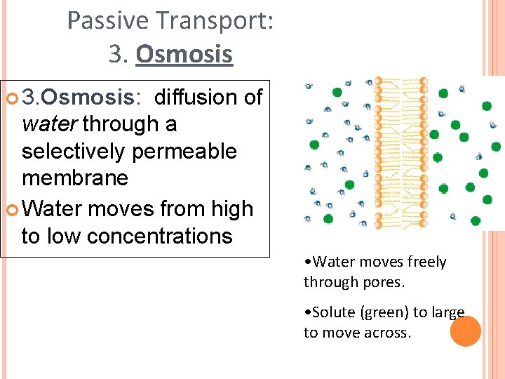 Passive Transport: 3. Osmosis: diffusion of water through a selectively permeable membrane Water moves