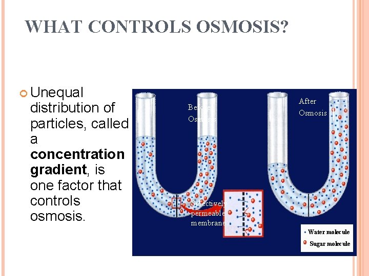 WHAT CONTROLS OSMOSIS? Unequal distribution of particles, called a concentration gradient, is one factor